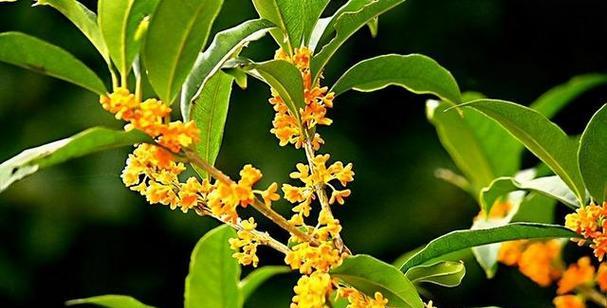 桂花花语（以花语诠释秋天的美好与哲理）