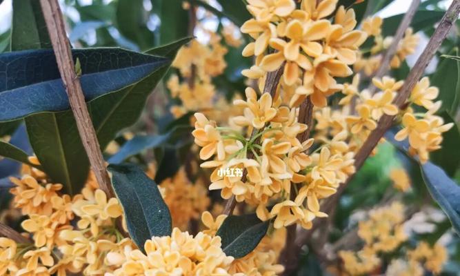 桂花花语（以花语诠释秋天的美好与哲理）