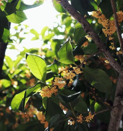 桂花花语（以花语诠释秋天的美好与哲理）