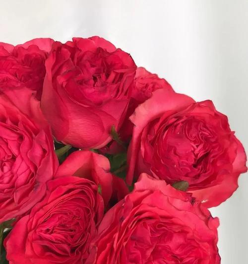 红玫瑰花的寓意与象征（探索红玫瑰花的浪漫传说与情感象征）