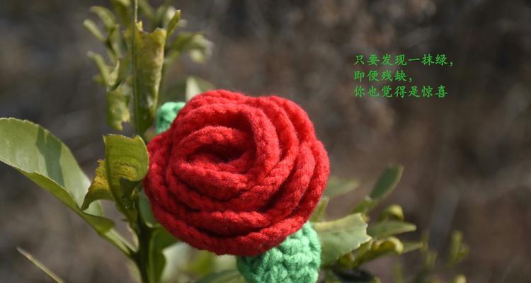 红色玫瑰花语与情感的表达（红色玫瑰的浓情蜜意）