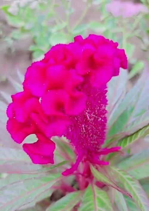 鸡冠花花语（揭秘鸡冠花的花语与意义）