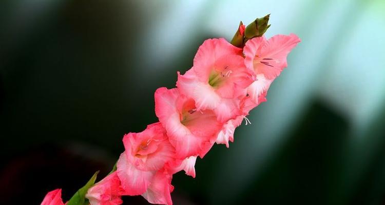 剑兰花的象征意义（揭示剑兰花所代表的深层含义）
