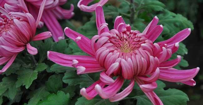 菊花的花语及象征意义（探寻菊花的文化内涵与象征意义）