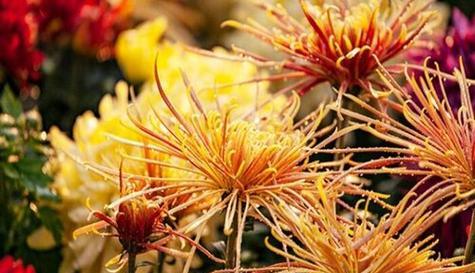 菊花的花语——寓意深远的花朵（传递坚韧与爱的菊花）