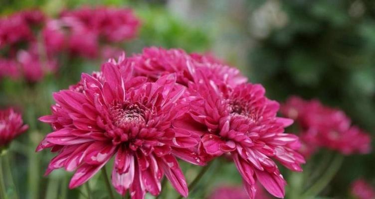 菊花花语（菊花花语及其传递的深刻含义）