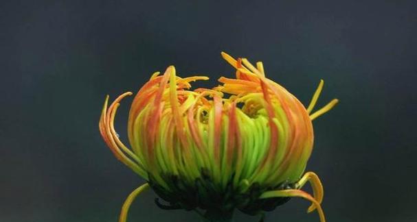 菊花花语（菊花花语及其传递的深刻含义）