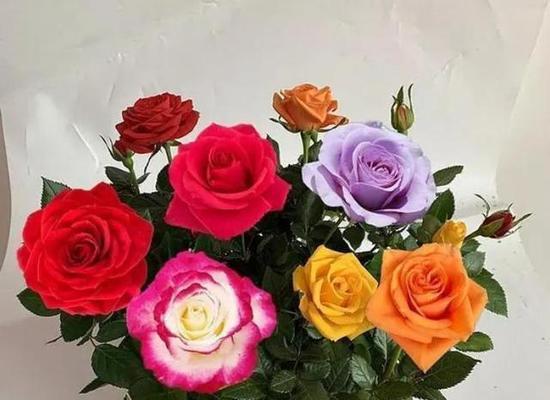 玫瑰花的花语及象征意义（探索玫瑰花的深层花语）