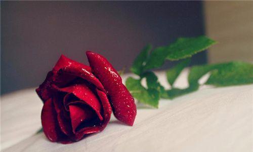 玫瑰花的花语（探索玫瑰花的花语及其隐藏的意义）