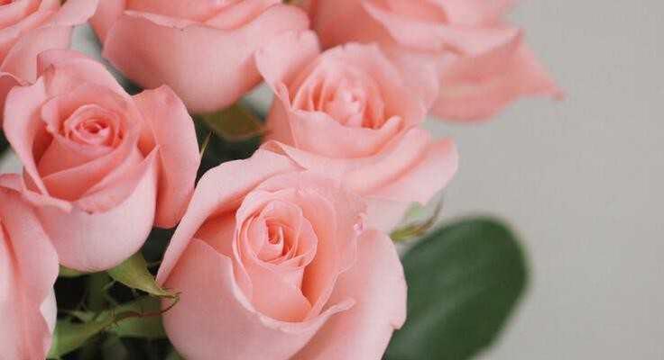 玫瑰花花语之美——解读花语和象征意义（探索玫瑰花的深层意义）