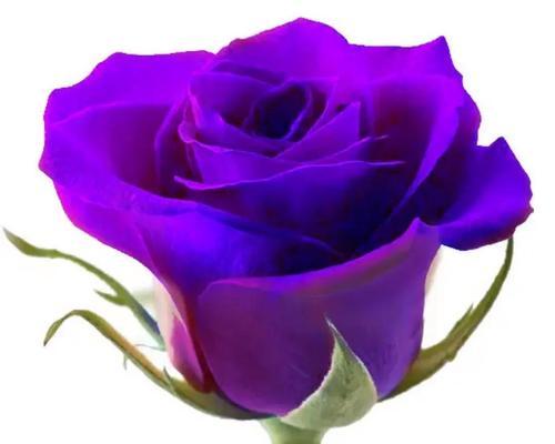 玫瑰花花语之美——解读花语和象征意义（探索玫瑰花的深层意义）