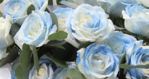 1朵玫瑰花的花语——爱与美的象征（用花语传达心意）