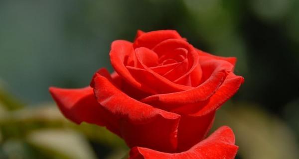 1朵玫瑰花的花语——爱与美的象征（用花语传达心意）