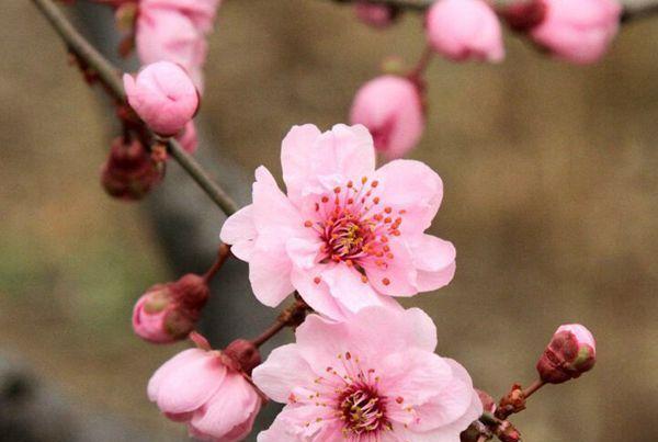 解读梅花的象征意义（探寻梅花背后的深层内涵）