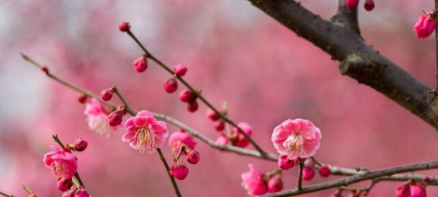 解读梅花的象征意义（探寻梅花背后的深层内涵）