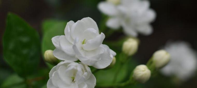 茉莉花的花语与寓意——诗意盛开的馨香之花（茉莉花的花语如何影响人们的生活和情感）