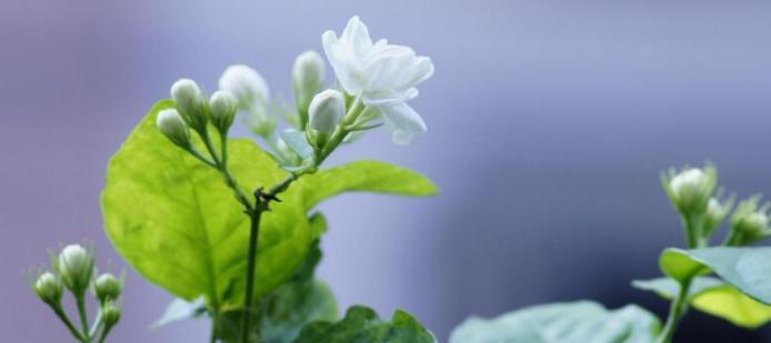 茉莉花的花语与寓意——诗意盛开的馨香之花（茉莉花的花语如何影响人们的生活和情感）