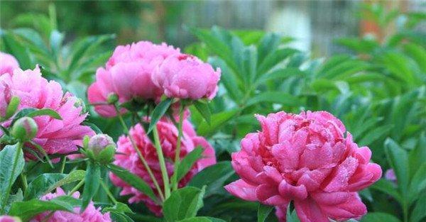 芍药花的花语（探寻芍药花的花语及其深刻含义）
