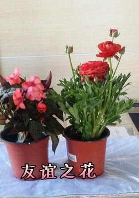 友谊之花（探寻友谊与花朵的深刻联结）