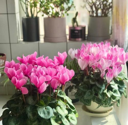 以仙客来花语，感受自然之美（用花语传递情感）