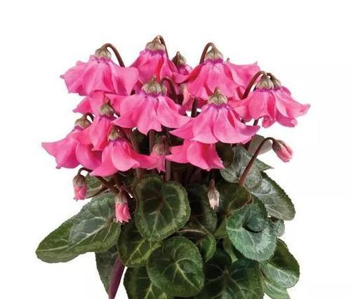 以仙客来花语，感受自然之美（用花语传递情感）