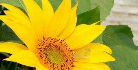 向日葵花语——阳光与坚强的象征（传递爱与勇气）