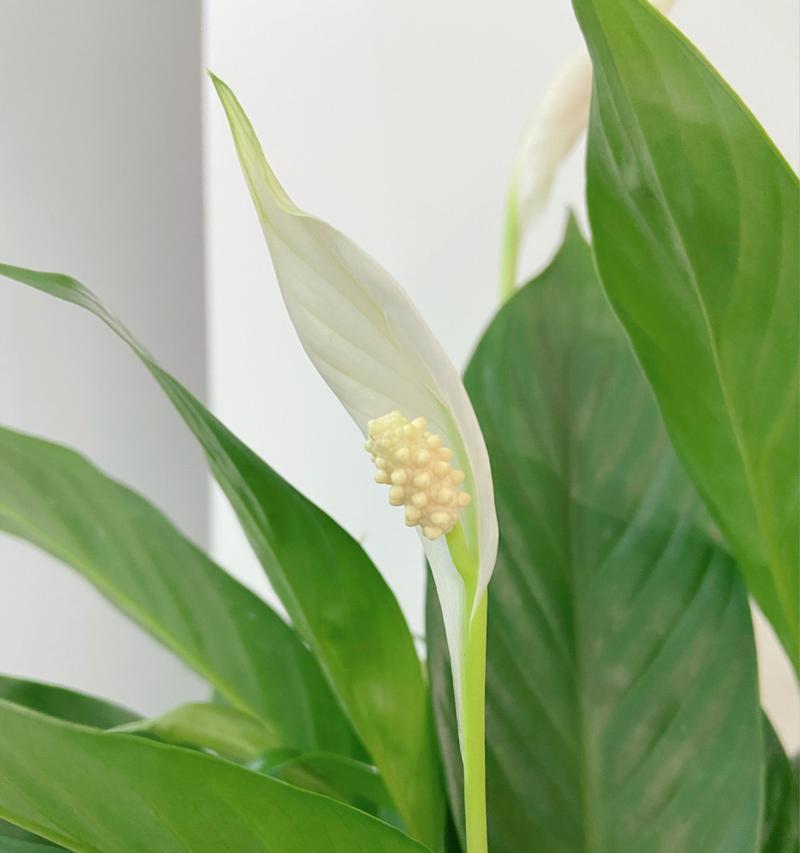 白掌的花语之美——传递纯洁与温暖（纯洁）