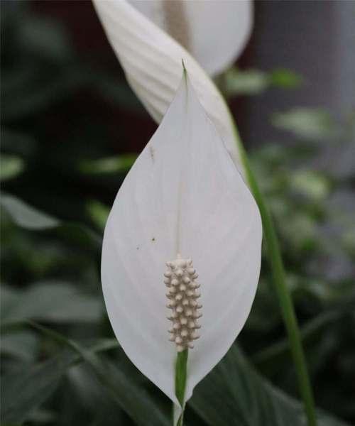白掌的花语之美——传递纯洁与温暖（纯洁）