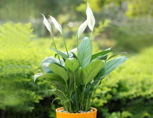 白掌的花语之美——传递纯洁与温暖（纯洁）
