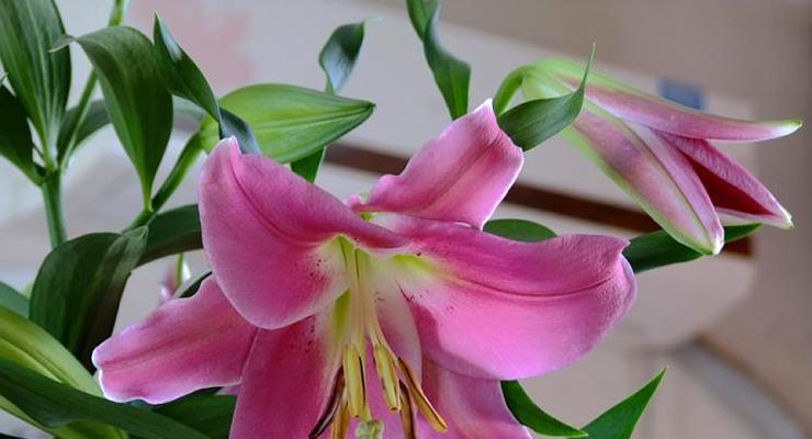 百合花的象征意义与寓意（百合花的美丽与深刻的内涵）