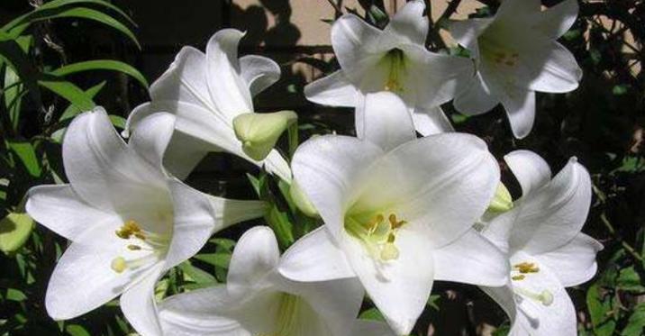百合花的象征意义与寓意（百合花的美丽与深刻的内涵）