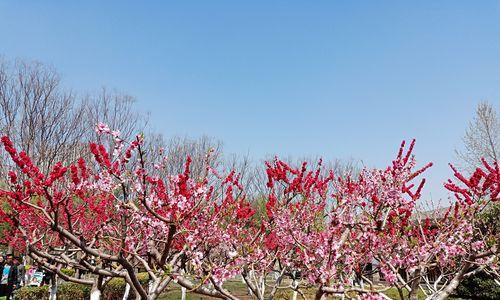 桃花之意，盛世芳华（桃花的寓意与象征）
