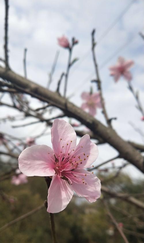 桃花之意，盛世芳华（桃花的寓意与象征）
