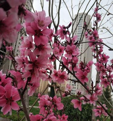桃花之意，盛世芳华（桃花的寓意与象征）
