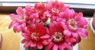 仙人掌花语（揭示仙人掌花的丰富内涵）