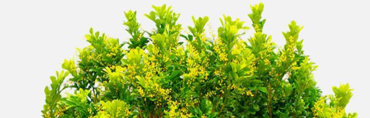 希望之花（在自然中寻找希望的微光）