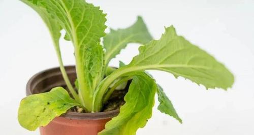 地黄花盆种植全指南（从选土到养护）
