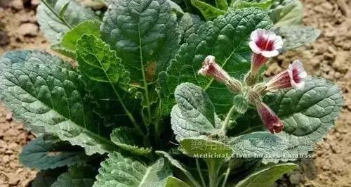 地黄花盆种植全指南（从选土到养护）