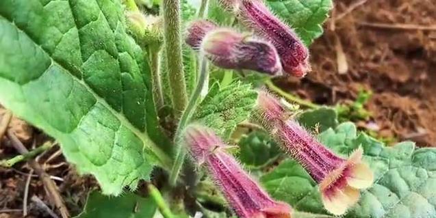 种植地黄的全面指南（地黄的生态习性和适宜种植环境）