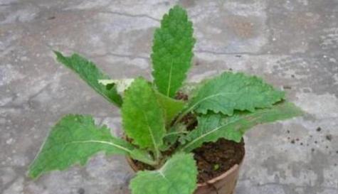 种植地黄的全面指南（地黄的生态习性和适宜种植环境）