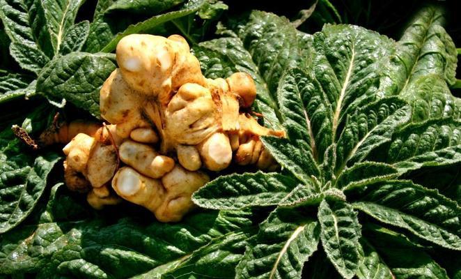 农村常见植物解密——地黄（中草药中的珍品——探秘地黄的神奇之处）