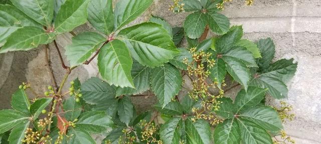 了解地锦——一种神奇的植物类别（探秘地锦的生态习性及药用价值）