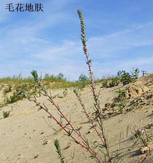 地雷花——一年生还是多年生（探讨地雷花的生命周期及特点）
