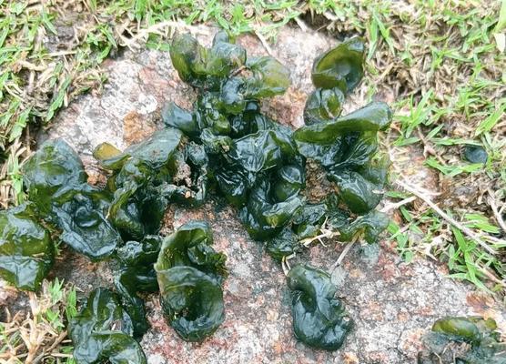 地皮菜的冷冻保存方法与技巧（一篇详细指南教你如何保存营养丰富的地皮菜）