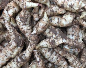 地笋的营养与健康功效（从食疗到美容）