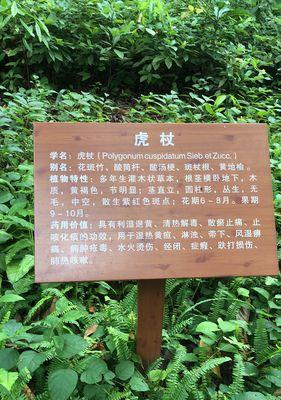 地笋的营养与健康功效（从食疗到美容）