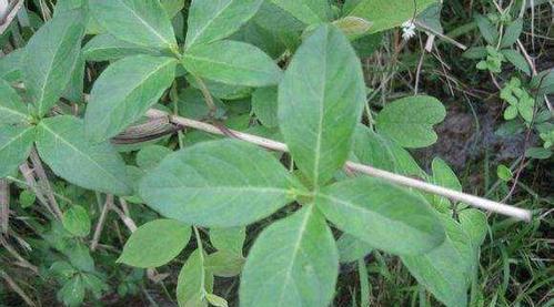 探秘地下茎植物的生存之道（地下茎植物的形态特征）