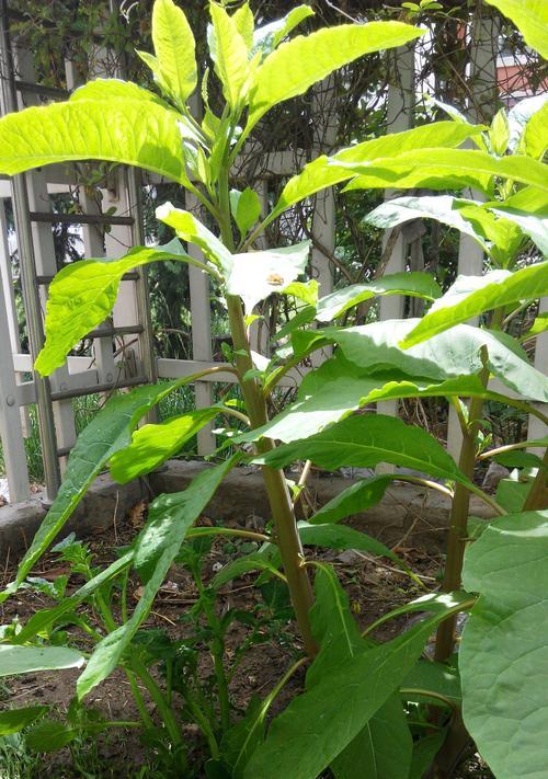 探秘地下茎植物的生存之道（地下茎植物的形态特征）