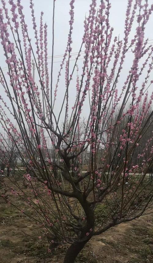地栽梅花修剪技巧（打造美丽的梅花园景）