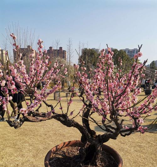 地栽梅花修剪技巧（打造美丽的梅花园景）